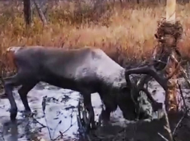 На Сахалине спасли запутавшегося в проводах оленя