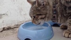 Весенний снег. Встретили пару лебедей.