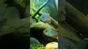 Бриллиантовая цихлазома и паратилляпия полени