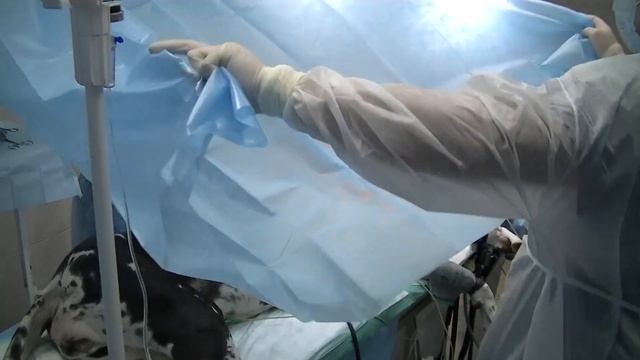 Ветклиника Инновет. смотреть онлайн