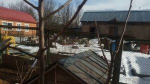 Как правильно обрезать и формировать  саженец груши? Разреженно-ярусная крона саженца груши .