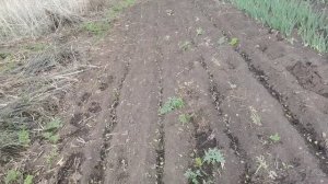 Лук на зелень из севка. Сажаю, поливаю, обрабатываю