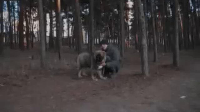 Кавказская овчарка часть 3