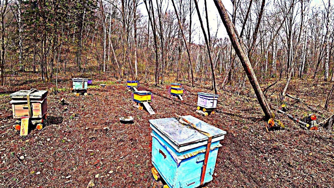 ПЕРЕВОЗИМ ПЧЕЛ В ТАЙГУ, НА НОВЫЙ УЧАСТОК. смотреть онлайн
