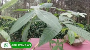 Mengenal Pohon Pachira Aquatica Tanaman Pembawa Hoki Menurut Feng Shui | Money Tree | Money Plant