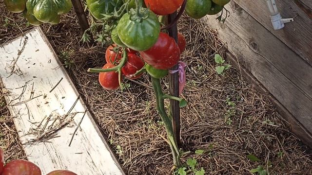 Сибирь. Обзор и дегустация томата Красный трюфель. смотреть онлайн