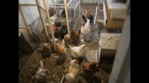 Правильное отопление и вентиляция в курятнике