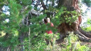 Кедр. Сосна Сибирская. 32