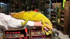 Лучший выбор хамелеонов!