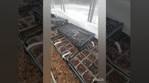 Как перезимовали черенки метельчатых гортензий в теплице.