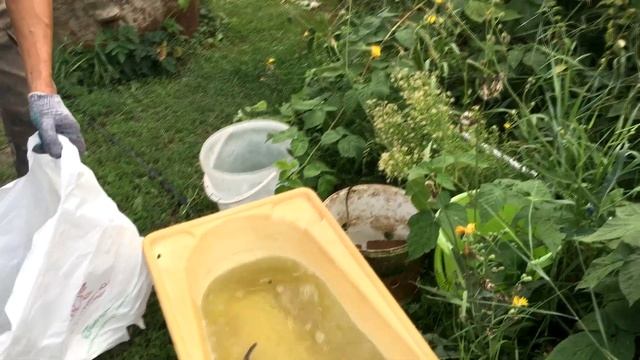 Осетр в дачном пруду. Рост и вес осетра за два года смотреть онлайн