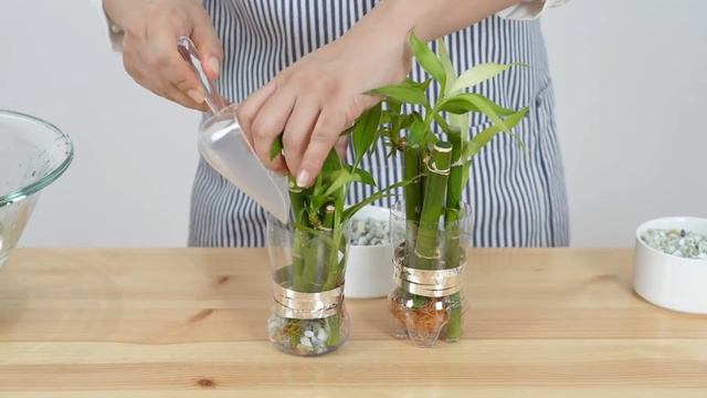 수경재배에 어울리는 식물, 색돌로 수경식물 키워보기 #개운죽 #율마 #시페루스 : 플라스틱 재사용 : hydroponics смотреть онлайн