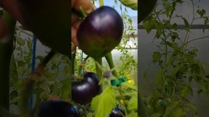 Как определить спелость у зеленоплодных томатов и томатов с антоцианом ? Показываю наглядно !