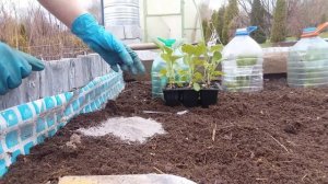 Капуста конусная от А до Я в природном земледелии.