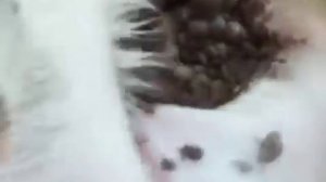 апарыши и личинки в ухе собаки