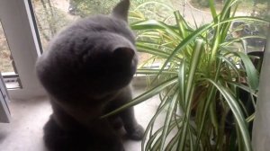 Кот ест комнатные растения. Почему?