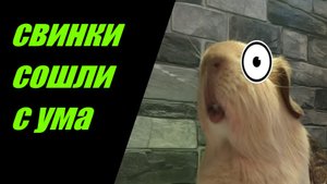 морские свинки прыгают.