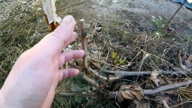 Раскрываю виноград,последствия суровой зимы,весна 2019,мыши зделали своё грязное дело смотреть онлайн