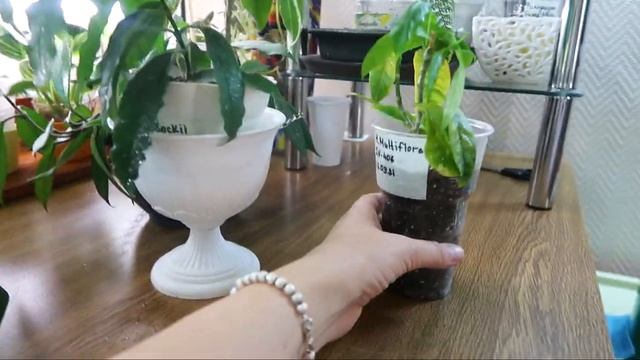 ХОЙИ моя коллекция/ Хойя ротундифлора, праетори, джой, лобби, австралийская лиза, макрофилла смотреть онлайн