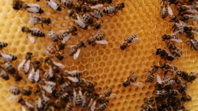 Ветеринарно-санитарный паспорт пасеки. Продажа маток. смотреть онлайн