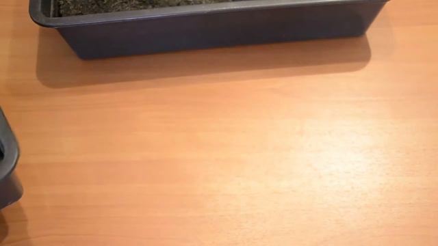 Выращиваем перец и гигантскую клубнику из Китая ч.2 смотреть онлайн