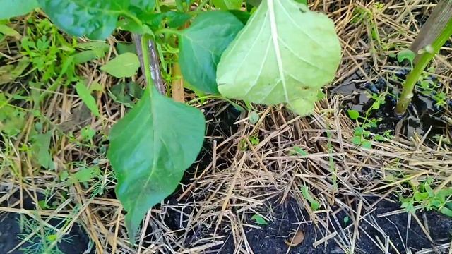 Чтобы ПЕРЕЦ был КРУПНЫЙ, СОЧНЫЙ и СЛАДКИЙ. Важная ПОДКОРМКА перца в августе.