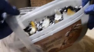 РАЗМНОЖЕНИЕ ЛИЛИЙ, ПРОСТЕЙШИЙ ВАРИАНТ