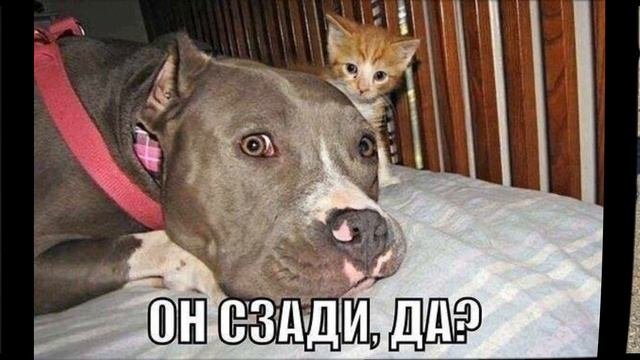 Немного о питбулях. Приколы с питбулями.