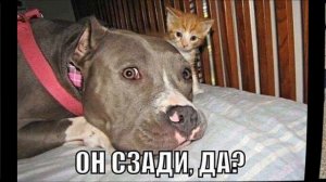 Немного о питбулях. Приколы с питбулями.