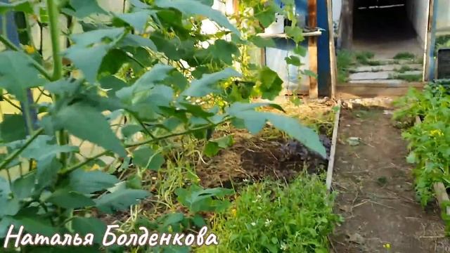 Хани опять отличилась/Помыть без воды?//Мухи атакуют//Тилландсии поделились смотреть онлайн