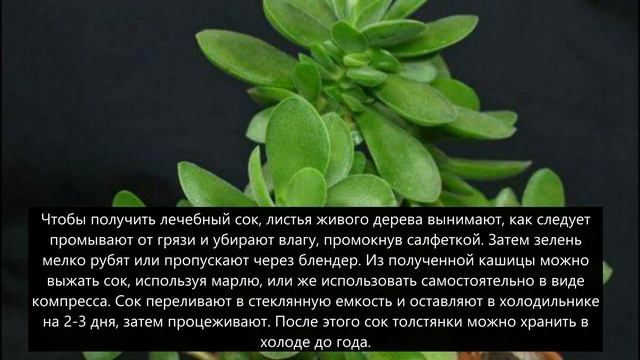 У всех дома есть денежное дерево, но никто не знает какую пользу оно может нести смотреть онлайн