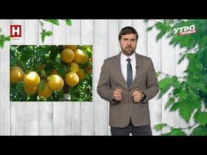 Шарафуга, что за фрукт такой)