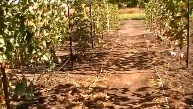 Сентябрь, работы на винограднике