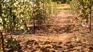 Сентябрь, работы на винограднике