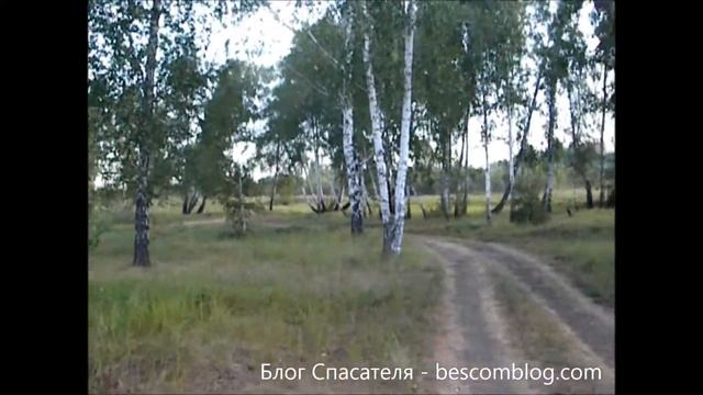 В лесу возле озера Горькое