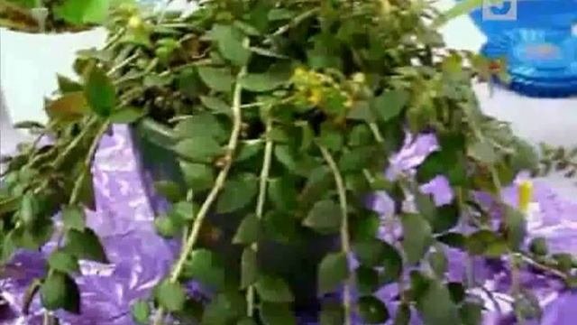 Колумнея красиво-цветущее растение.