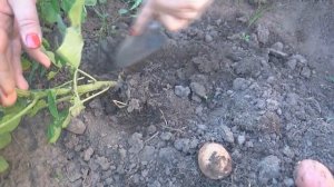 Подкапываем картофель