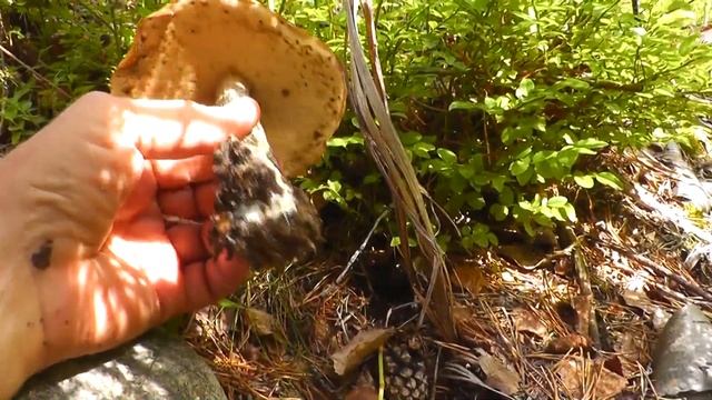 И снова Карелия! Нива. Ночевка в Ниве. Сбор ягод в Карелии . Как заработать деньги. Ягоды Карелии. смотреть онлайн