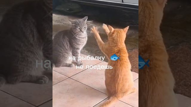 на рыбалку #рыбалка #кот #fishing #cat #ГараевДамир #GaraevDamir #shorts #short #shortvideo #video