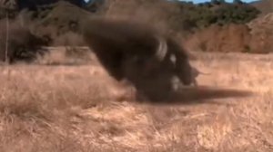 DIRE WOLF | УЖАСНЫЙ ВОЛК