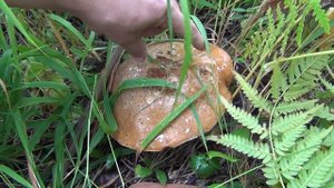 как вырастить белые грибы на своем участке рецепт