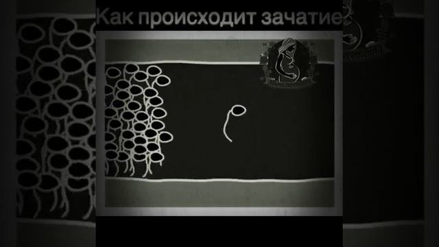 как происходит зачатие