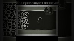 как происходит зачатие