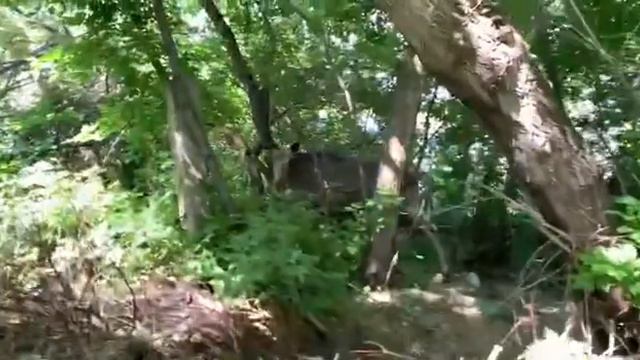 Рядом с Нагорным парком Барнаула заметили лося смотреть онлайн
