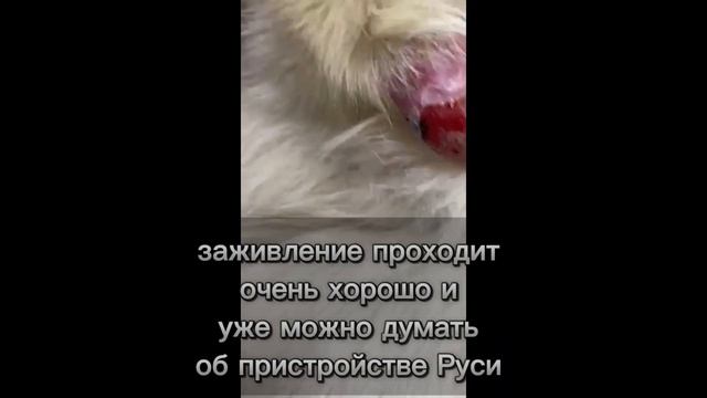 История Руси без лапки | спасение собак севера смотреть онлайн