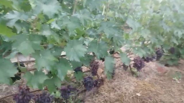 Виноград Байконур и Перцовый Красный урожай 2021 г. смотреть онлайн