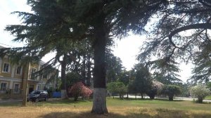 Абхазия.Совхоз Цитрусовый.Центральная поляна.