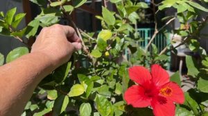 Готовлю Гибискус к зимовке. Обрезка, обработка от тли.