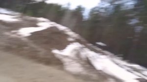 ЧП  15 ВОЛКОВ ЗАГНАЛИ НА ДЕРЕВО ЛЕСНИЧЬЕГО РК КОЙГОРОДСКИЙ р-н, пос. КОБРА.