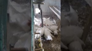 Автокормушка для кур на ардуино